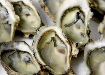 Cofepris impone veda sanitaria a mariscos de Baja California por altos niveles de saxitoxina