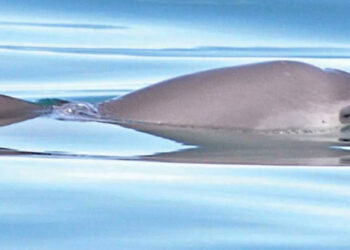 No es “demasiado tarde” para salvar a vaquita marina pese a alerta de extinción: WWF
