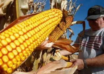 No hay evidencia científica sobre daños a la salud por maíz transgénico: sector agropecuario