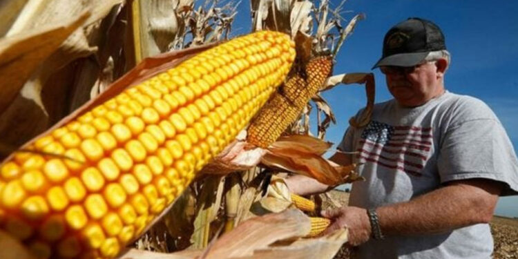 No hay evidencia científica sobre daños a la salud por maíz transgénico: sector agropecuario