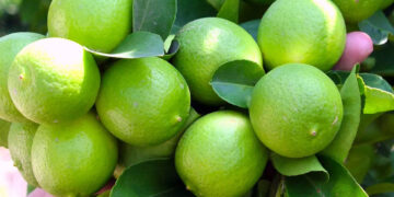 Productores de limón en Michoacán reanudan actividades tras días de violencia