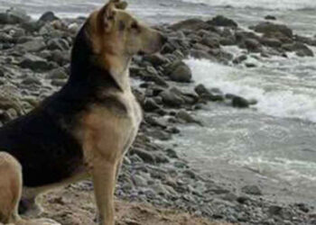 Enterrar mascotas en el jardín o en el patio es peligroso para las personas y el medio ambiente