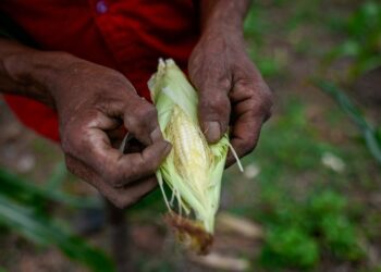 Disputa por el maíz con EU, más problemática por el entorno electoral