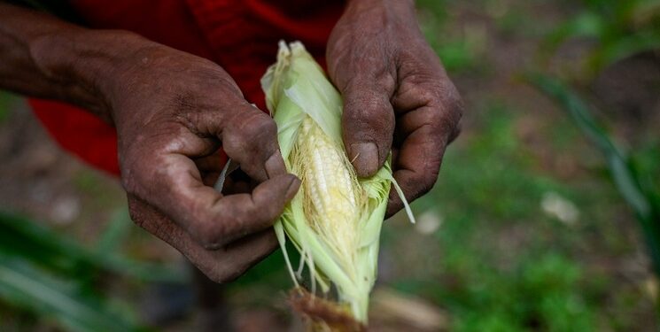 Disputa por el maíz con EU, más problemática por el entorno electoral