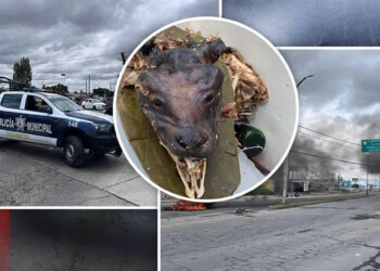 Denuncian venta de barbacoa de perro y bloquean carretera en Tizayuca