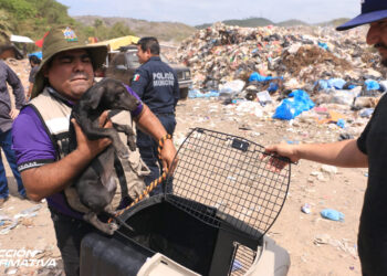 Gobierno Municipal rescata fauna doméstica del basurón