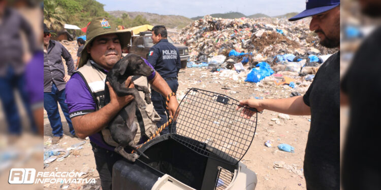 Gobierno Municipal rescata fauna doméstica del basurón