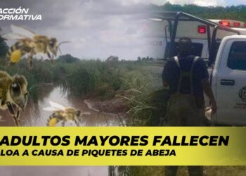 Dos adultos mayores fallecen en Sinaloa a causa de piquetes de abeja