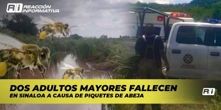 Dos adultos mayores fallecen en Sinaloa a causa de piquetes de abeja