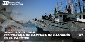 Inicia el 18 de septiembre temporada de captura de camarón en el Pacífico