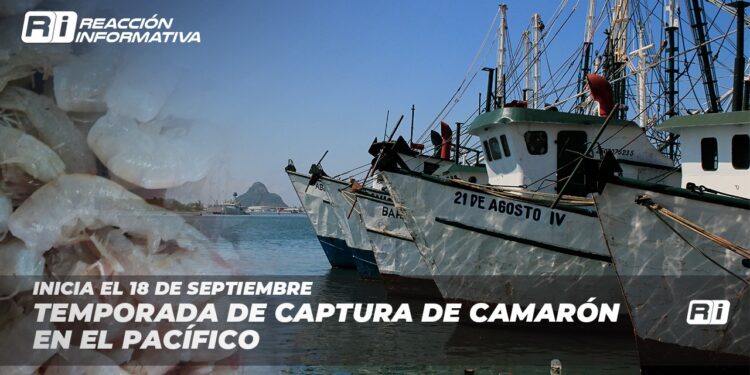 Inicia el 18 de septiembre temporada de captura de camarón en el Pacífico