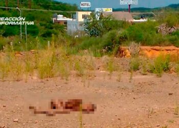 Localizan cuerpo sin vida en lote baldío cerca de la salida norte de Mazatlán