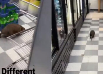 ¡Parece un perro! Captan impresionante video de enorme rata en local de Nueva York