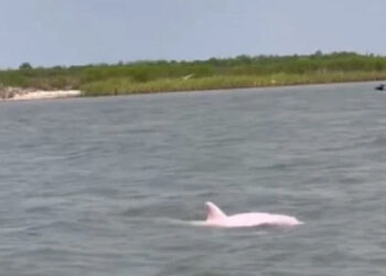 Filman a un delfín rosa, uno de los animales más curiosos del mundo