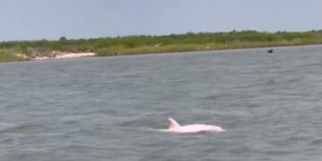 Filman a un delfín rosa, uno de los animales más curiosos del mundo