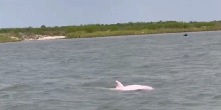 Filman a un delfín rosa, uno de los animales más curiosos del mundo