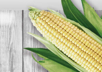 Sequía amaga al maíz mexicano; inversión en riego, clave para solventar el problema