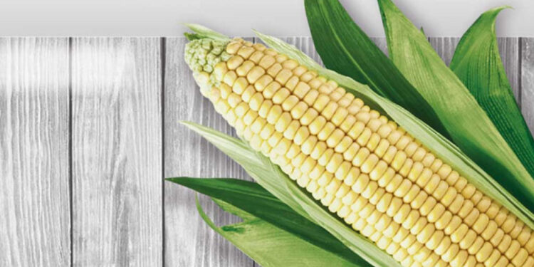 Sequía amaga al maíz mexicano; inversión en riego, clave para solventar el problema