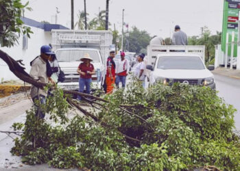 Parques y jardines realiza intensa jornada de retiro de árboles y limpieza de la ciudad tras las intensas rachas de viento y lluvias de este miércoles