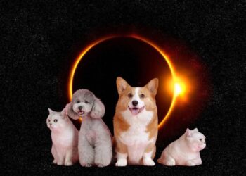 ¿Cómo afectan los eclipses solares a los animales?
