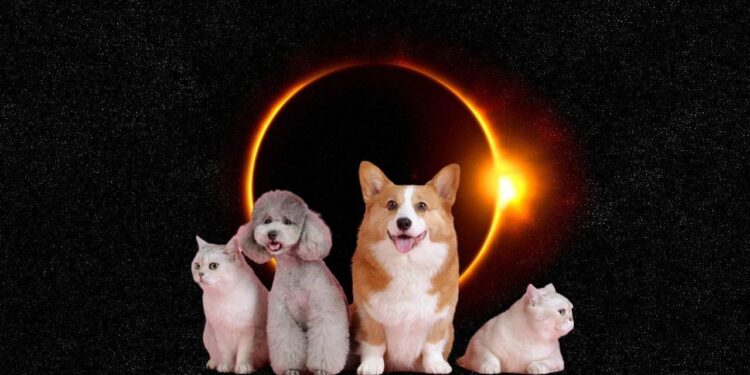 ¿Cómo afectan los eclipses solares a los animales?