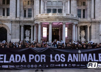 ‘No se trata de si pueden razonar, sino de si pueden sentir’: Colectivos realizan velada contra la explotación animal