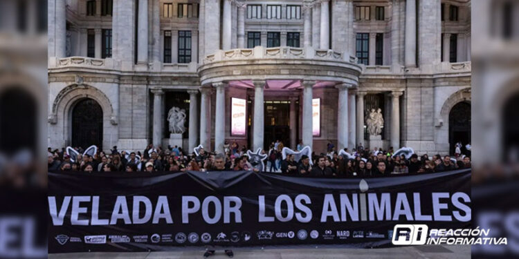 ‘No se trata de si pueden razonar, sino de si pueden sentir’: Colectivos realizan velada contra la explotación animal