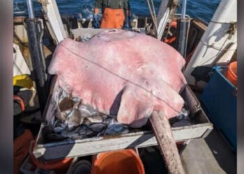 Pescan inmensa raya de 181 kilos y casi 2 metros de largo