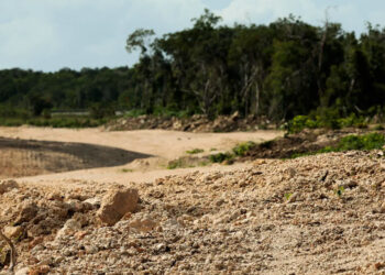 Derriban más de 10 millones de árboles para la construcción del Tren Maya