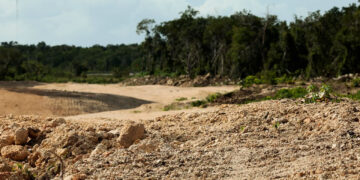 Derriban más de 10 millones de árboles para la construcción del Tren Maya