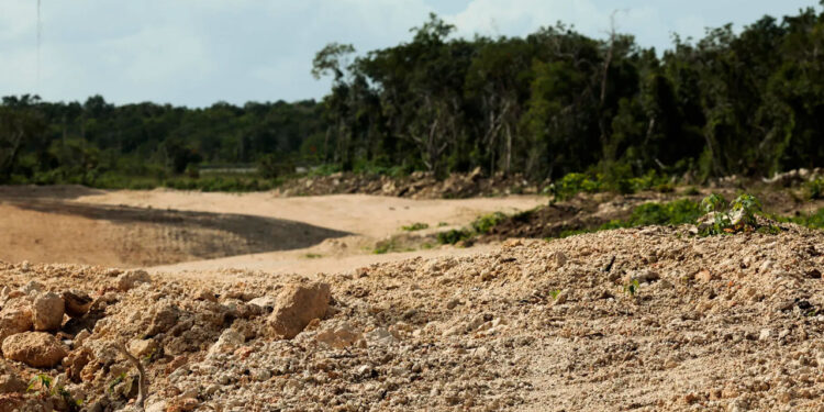 Derriban más de 10 millones de árboles para la construcción del Tren Maya