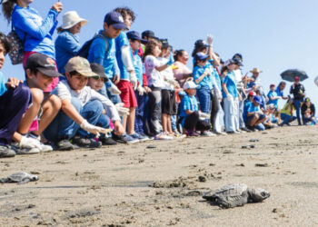 Niñas y niños talentos adoptan un nido de tortuga para evitar la extinción de la especie