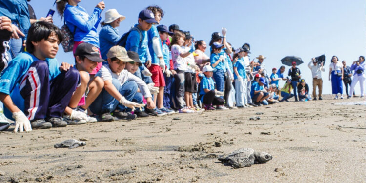 Niñas y niños talentos adoptan un nido de tortuga para evitar la extinción de la especie
