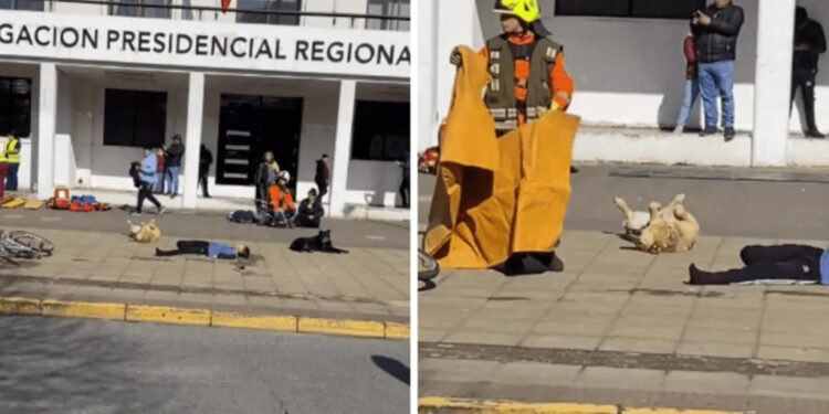 TikTok: Perrito se vuelve viral por participar en un simulacro de choque