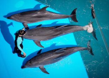 ¿Adiós a shows mamíferos marinos? Avanza en el senado la propuesta para que no puedan ser utilizados en espectáculos