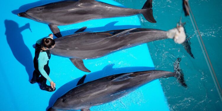 ¿Adiós a shows mamíferos marinos? Avanza en el senado la propuesta para que no puedan ser utilizados en espectáculos