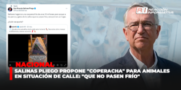 Salinas Pliego propone “coperacha” para animales en situación de calle: “que no pasen frío”