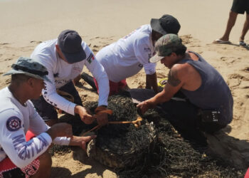 Elementos de la Policía Acuática capturan a Cocodrilo que se encontraba cerca de la zona de Playa en Cerritos