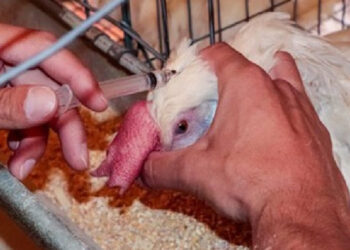 México reporta brote de gripe aviar H5N1 en dos granjas
