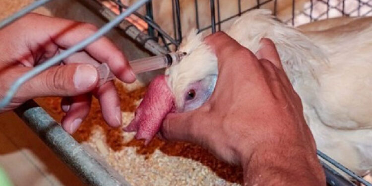 México reporta brote de gripe aviar H5N1 en dos granjas