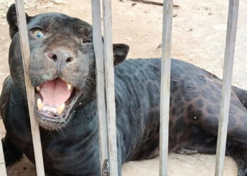 Jaguar ataca a niña y le arranca brazo en un rancho de Chihuahua