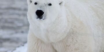 Por crisis climática, los osos polares adaptaron su hábitat y régimen alimentario: científicos