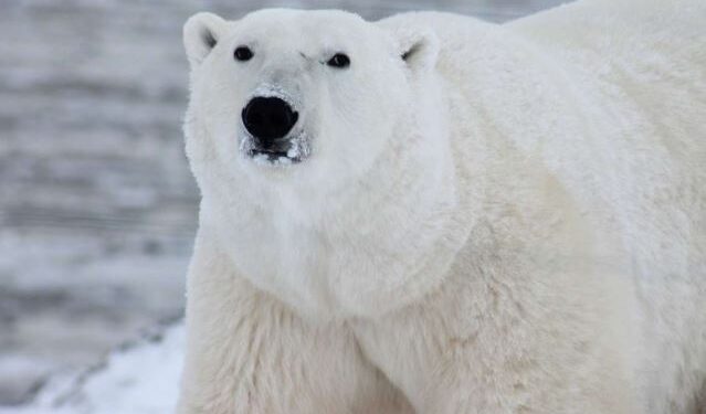 Por crisis climática, los osos polares adaptaron su hábitat y régimen alimentario: científicos