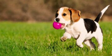 Perritos: desarrollan pastilla para que vivan más… ¡y pronto será aprobada!