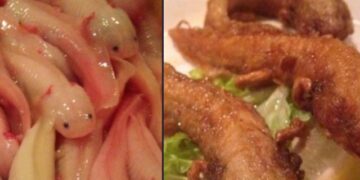 Indigna en México restaurante japonés que presuntamente vende ajolotes fritos en su menú