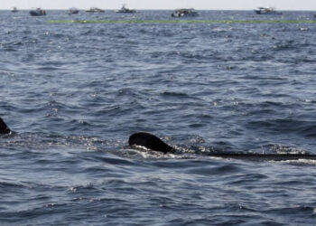 Siguen los ataques: tiburón mata a pescador en playa de Sonora