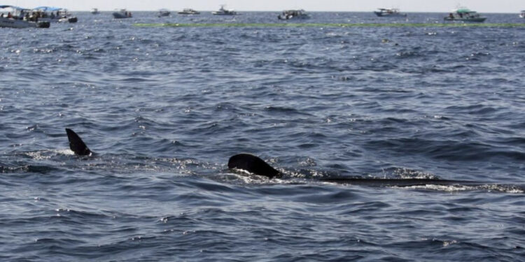 Siguen los ataques: tiburón mata a pescador en playa de Sonora