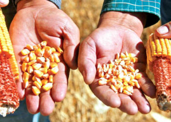 Baja 40% producción de maíz; critican falta de autosuficiencia