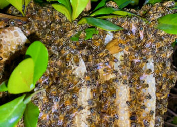 Es Mazatlán el primer municipio de Sinaloa en tener un Protocolo de rescate y protección de abejas y avispas