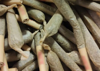 Aseguran 350 cigarrillos de mariguana en Sinaloa gracias a binomios caninos de la GN